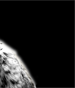 novum Arzt&:Arzt Pelze novum Arzt&Arzt Pelze